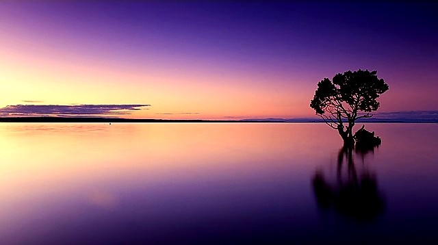 Photo description
Image is of a sunset over water and there is a silhouette of a tree