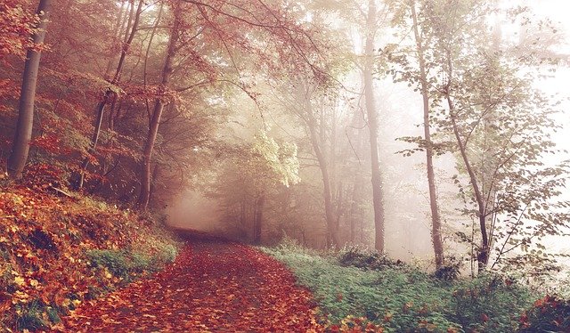 Photo Description
Photo shows leaves and foliage on a path on an autumn day 