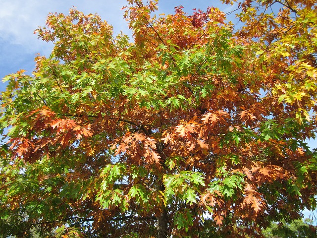 Photo shows a group of red leaves