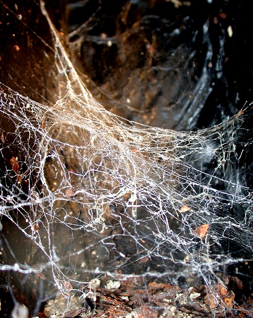 A spider web appears on a dark background 