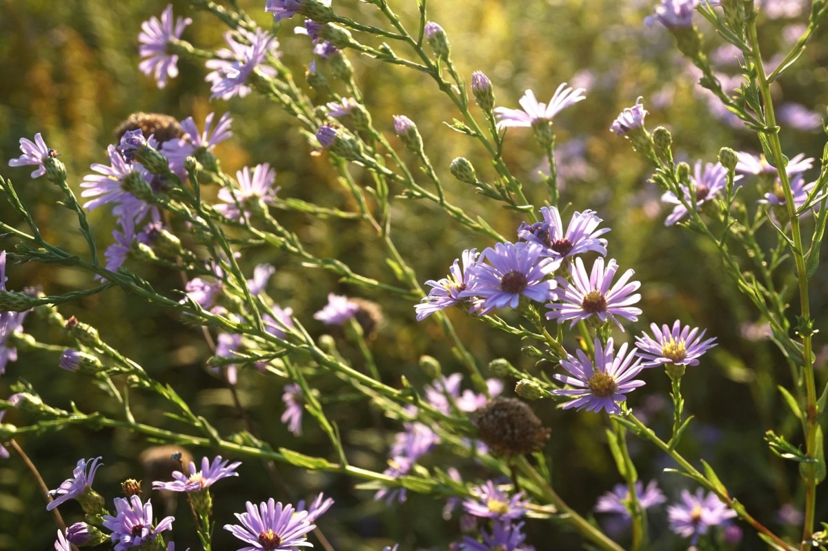 Cluster of wildflowers with delicate, daisy-like purple petals and yellow centers. The flowers are growing on thin, green stems with several unopened buds. Sunlight creates a warm, golden glow in the background, and the focus highlights the flowers in the foreground, blurring the green and golden hues of the grasses and more flowers behind them. The overall mood is serene and summery.